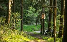 Der Wald wartet darauf entdeckt zu werden